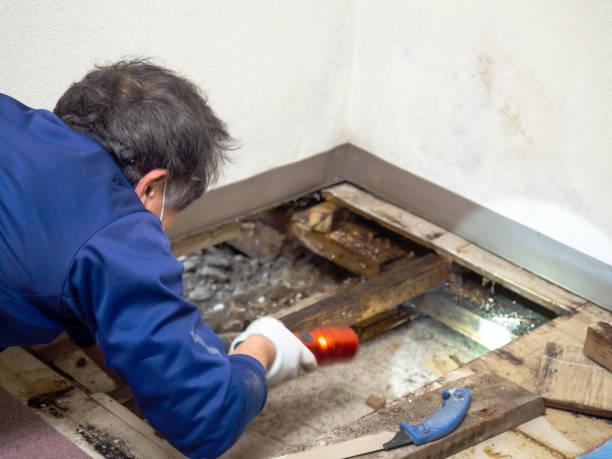 Best Toxic Mold Removal  in Mitchell, IN