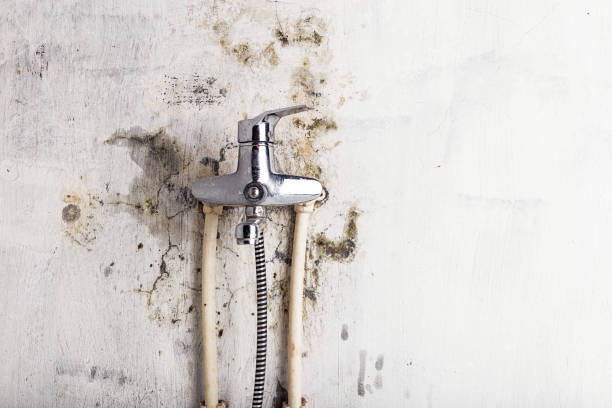 Best Affordable Mold Removal  in Mitchell, IN