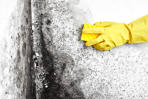 Best Mold Testing  in Mitchell, IN