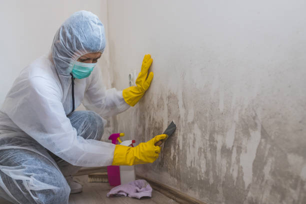 Best Local Mold Removal Service  in Mitchell, IN