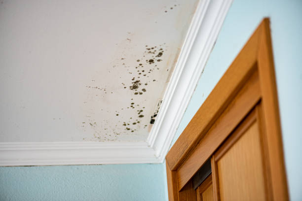 Best Mold Removal and Inspection  in Mitchell, IN