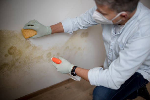 Best Affordable Mold Removal  in Mitchell, IN