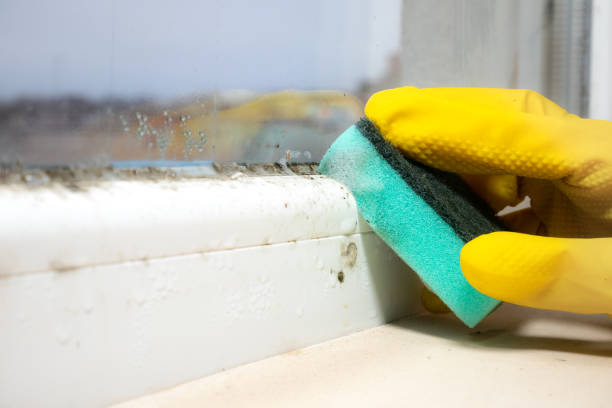 Best Certified Mold Removal  in Mitchell, IN