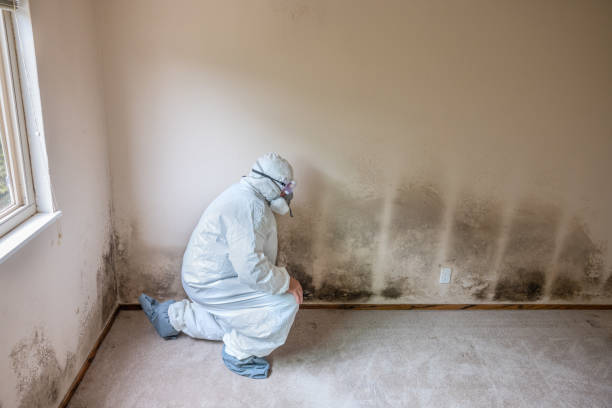 Best Mold Testing and Removal  in Mitchell, IN