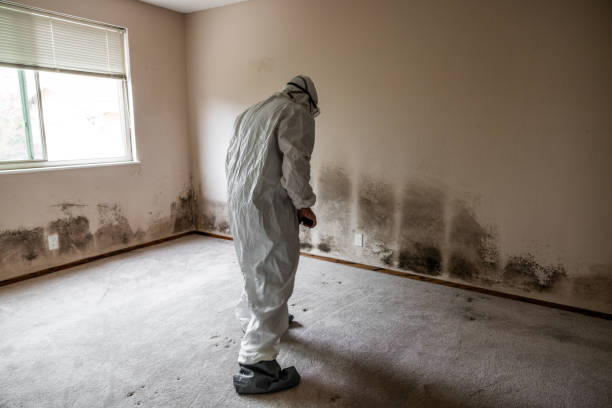 Mold Removal and Inspection in Mitchell, IN