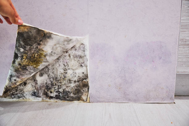 Best Home Mold Removal  in Mitchell, IN